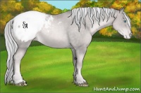 Horse Color:Platinum Chocolate Palomino Pearl Sabino Appaloosa Rabicano 
