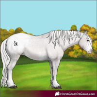 Horse Color:Platinum Chocolate Palomino Sabino Appaloosa Rabicano 