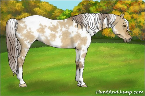 Horse Color:White Spotted Chocolate Palomino Dun 