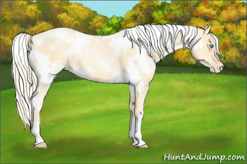 Horse Color:White Spotted Palomino Pearl 