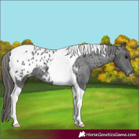 Horse Color:Black Tobiano Appaloosa