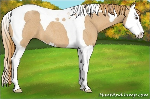 Horse Color:Red Roan Splash Tobiano 