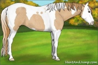 Horse Color:Red Roan Splash Tobiano