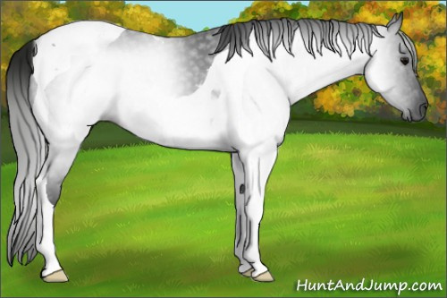Horse Color:Gray Black Tobiano