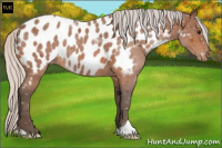 Horse Color:Silver Bay Roan Appaloosa 