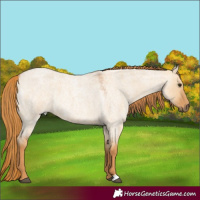 Horse Color:Red Dun Roan 
