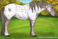 Horse Color:Platinum Chestnut Near Leopard 