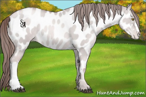 Horse Color:Platinum Liver Red Dun Pearl Appaloosa 
