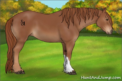 Horse Color:Chestnut 