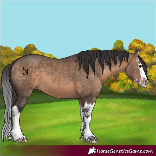 Horse Color:Brown Dun Splash 