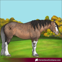 Horse Color:Brown Dun Splash 