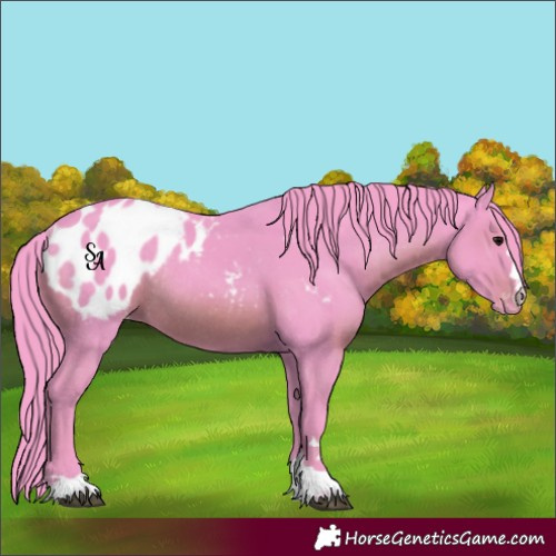 Horse Color:Watercolor Black Appaloosa Rabicano 