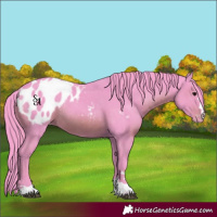 Horse Color:Watercolor Black Appaloosa Rabicano 