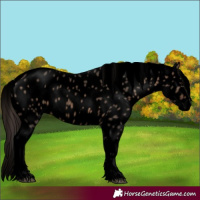 Horse Color:Void Brown Dun Sabino Splash Tobiano Appaloosa 