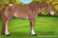 Horse Color:Chestnut Tobiano 