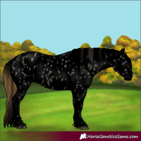 Horse Color:Void Smoky Grullo Splash Leopard 