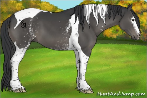 Horse Color:White Spotted Black Tobiano