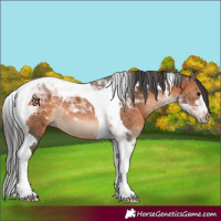 Horse Color:Brown Tobiano 