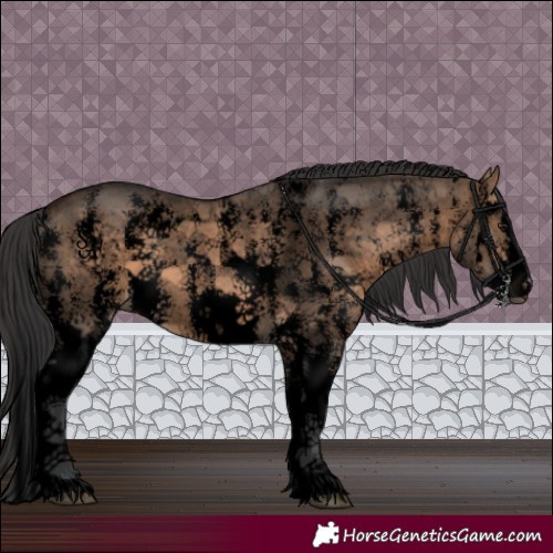Horse Color:Void Brown Dun Sabino Splash 