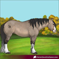 Horse Color:Brown Dun Splash 