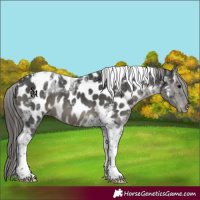 Horse Color:Black Tobiano Near Leopard 