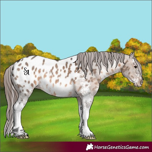 Horse Color:Brown Dun Sabino Splash Near Leopard 