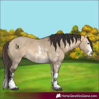 Horse Color:Buckskin Dun Sabino Splash 