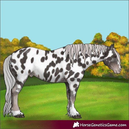 Horse Color:Platinum Liver Chestnut Near Leopard 