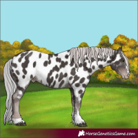 Horse Color:Platinum Liver Chestnut Near Leopard 