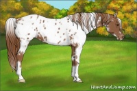 Horse Color:White Spotted Chestnut Appaloosa 