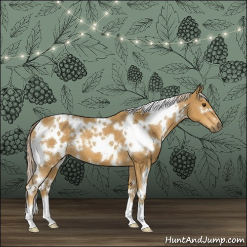 Horse Color:White Spotted Palomino 