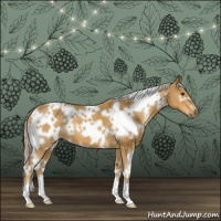 Horse Color:White Spotted Palomino