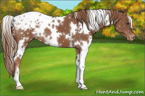 Horse Color:White Spotted Chestnut Blanket