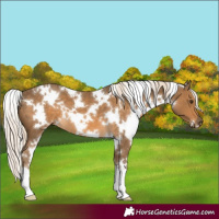 Horse Color:White Spotted Chocolate Palomino