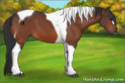 Horse Color:Brown Tobiano