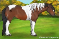 Horse Color:Brown Tobiano 