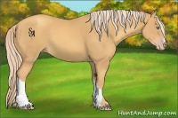 Horse Color:Gold Cream Champagne 