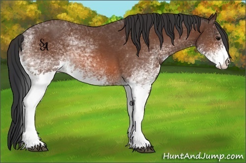 Horse Color:White Spotted Bay 