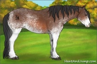 Horse Color:White Spotted Bay