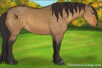 Horse Color:Buckskin Dun 