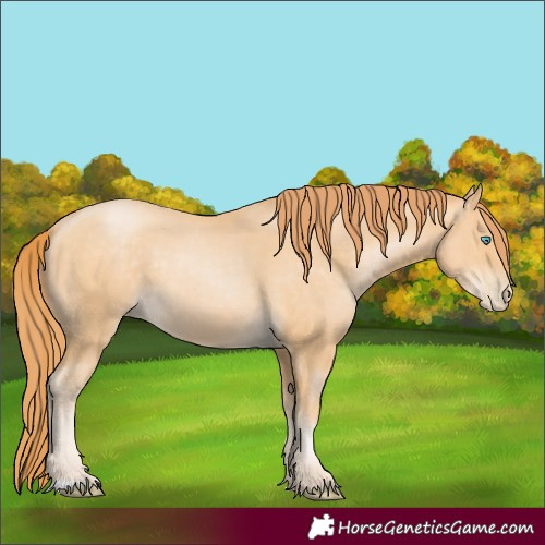 Horse Color:Buckskin Pearl 