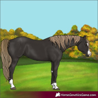 Horse Color:Liver Chestnut 
