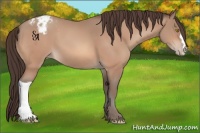Horse Color:Amber Champagne Appaloosa 