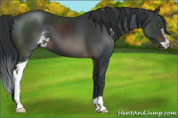 Horse Color:Brown Sabino 