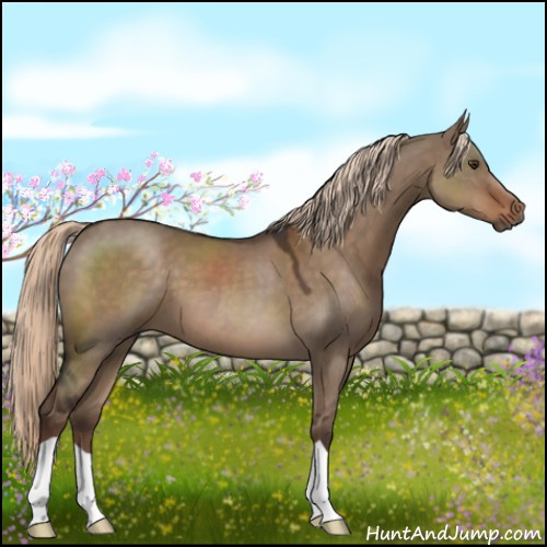 Horse Color:Liver Red Dun 