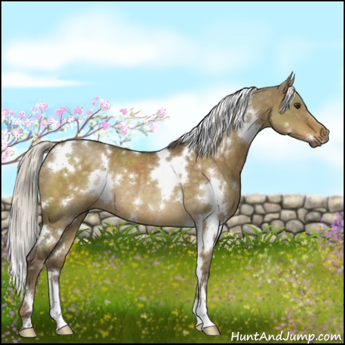 Horse Color:White Spotted Chocolate Palomino Dun Rabicano