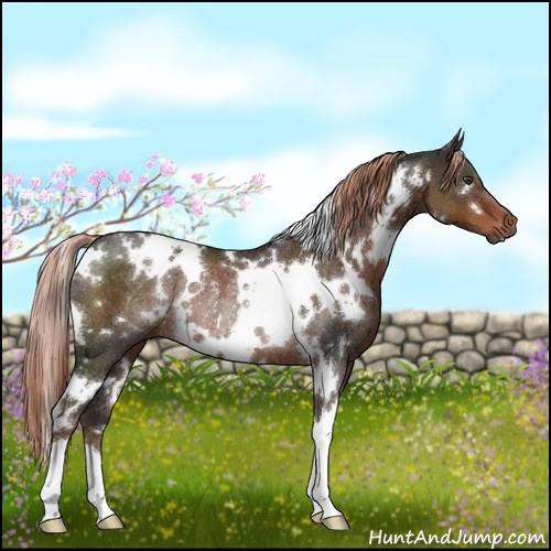 Horse Color:White Spotted Liver Chestnut Rabicano 