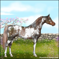 Horse Color:White Spotted Liver Chestnut Rabicano 