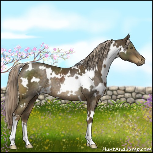 Horse Color:White Spotted Chocolate Palomino Rabicano 