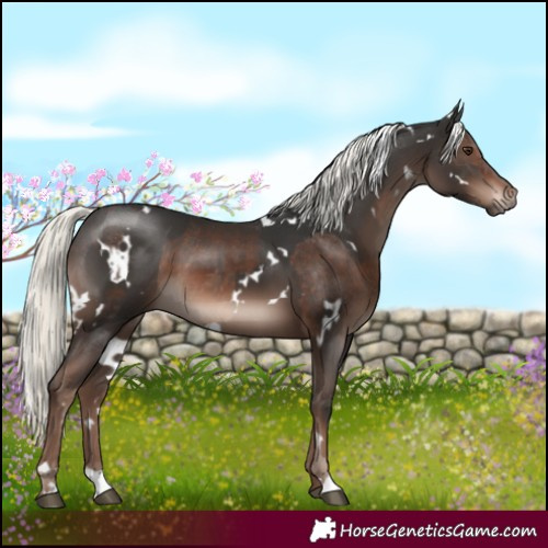 Horse Color:Liver Chestnut Mushroom and White Spotted Liver Chestnut Mushroom